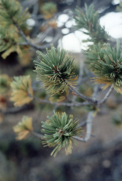 pine scrub