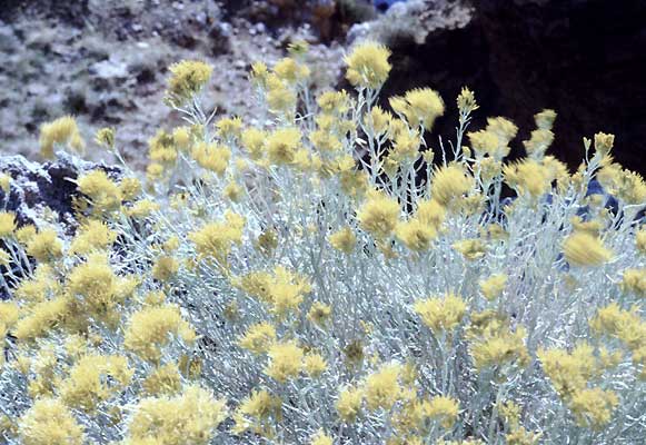 delicate desert flowers