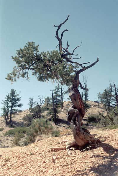 gnarled tree