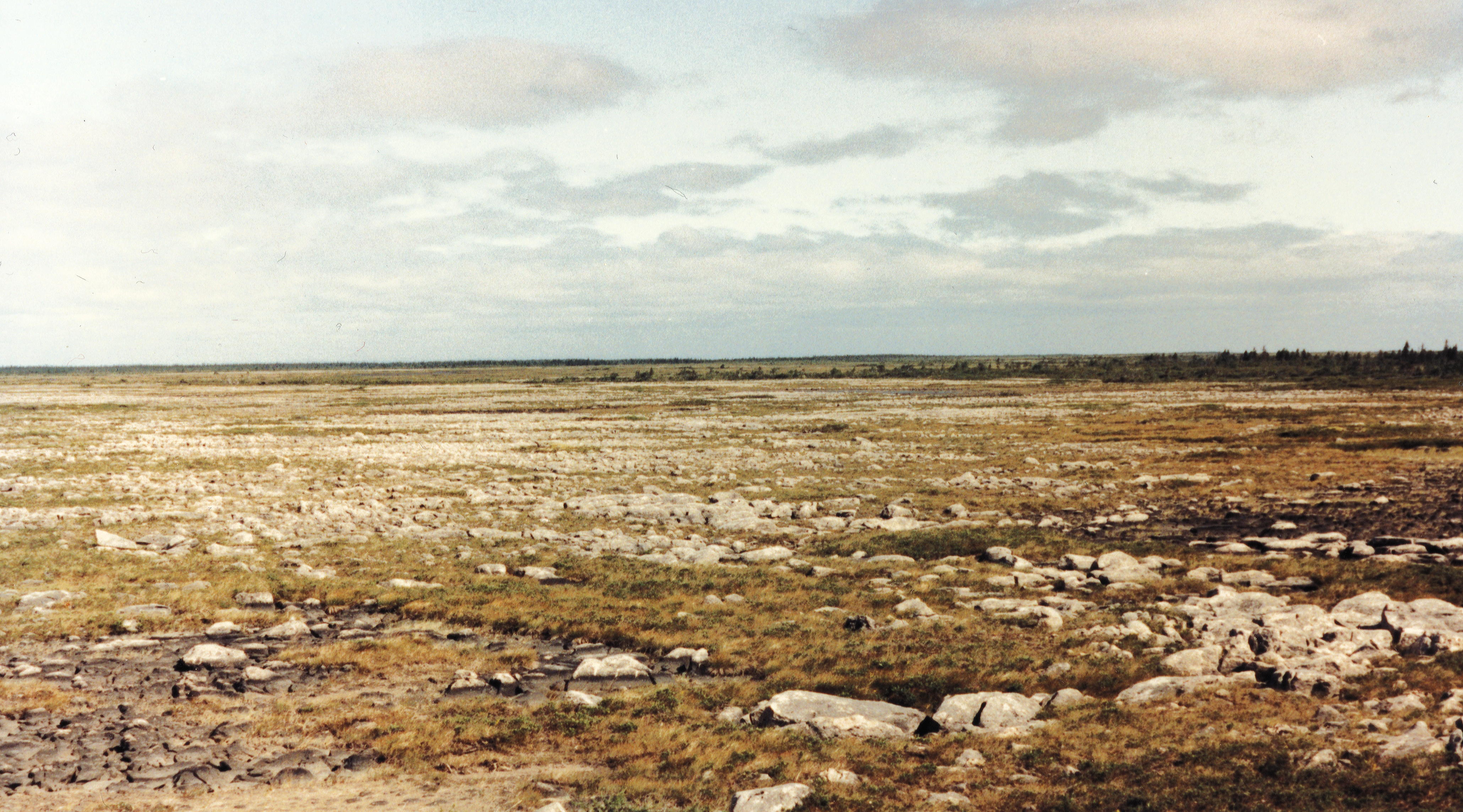 Tundra