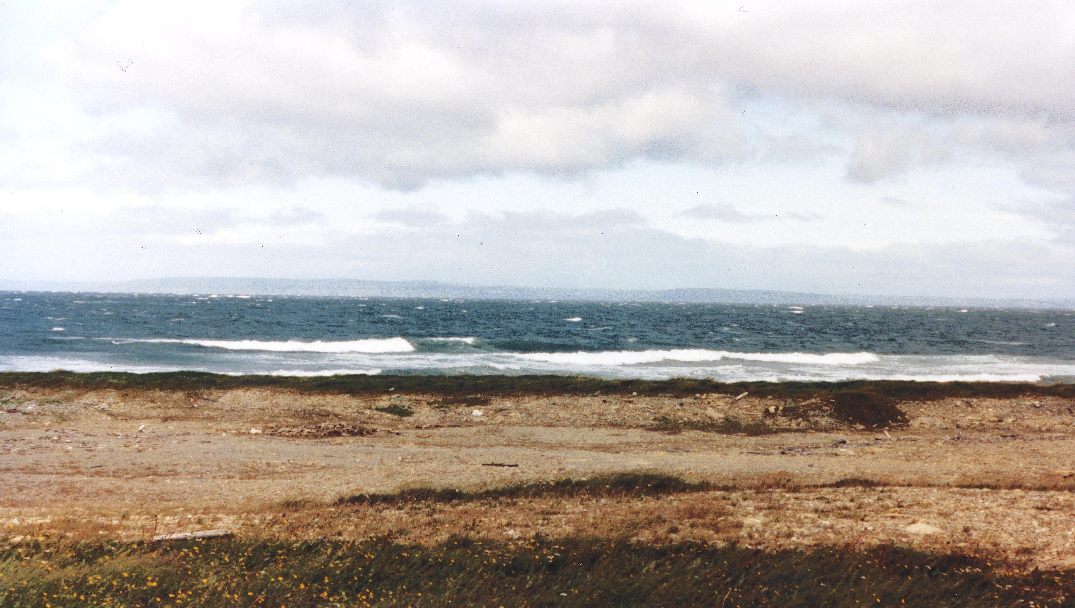 Labrador on the horizon