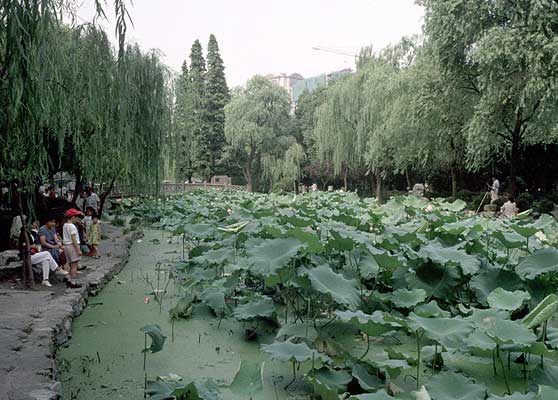 idyllic city park