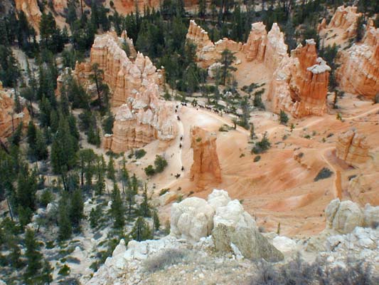 horses on the canyon trail