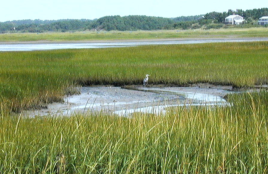 A lone heron