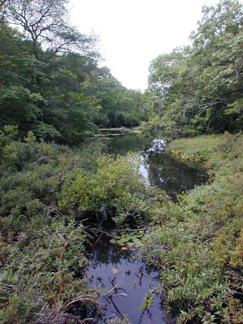 another view of the pond