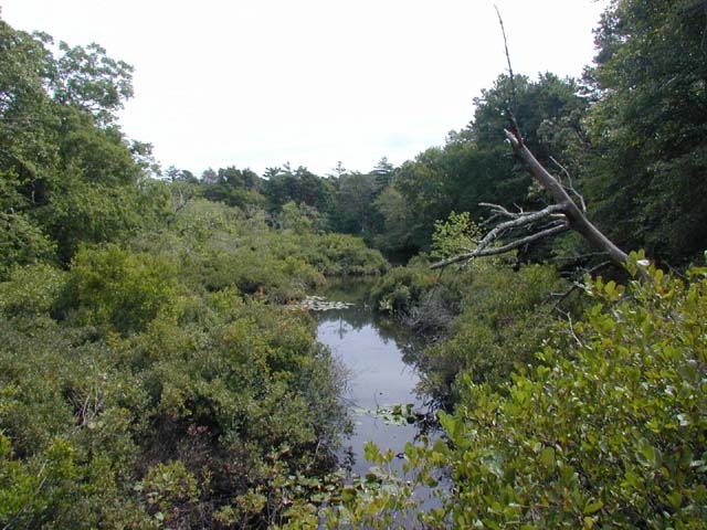 secluded pond