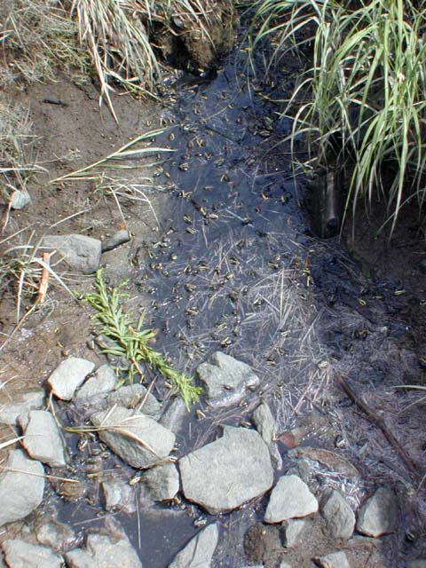 fiddler crabs