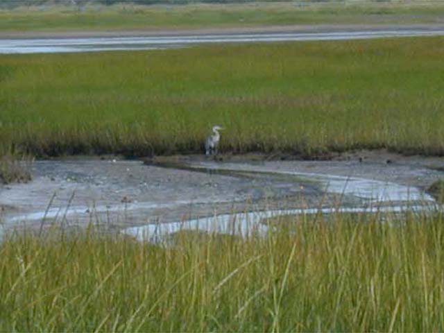 a lone heron