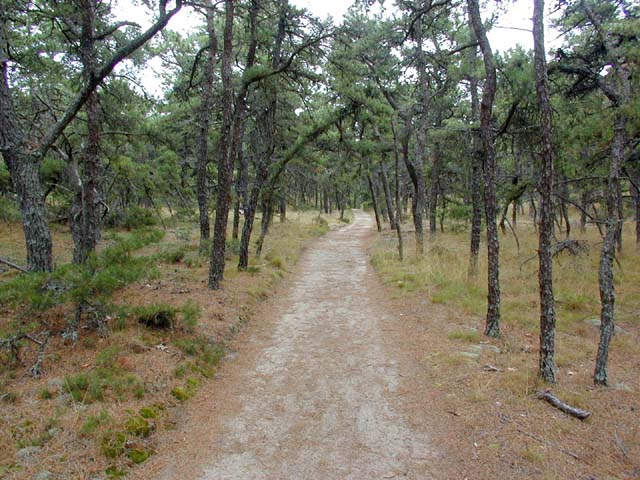 hiking trail through the woods