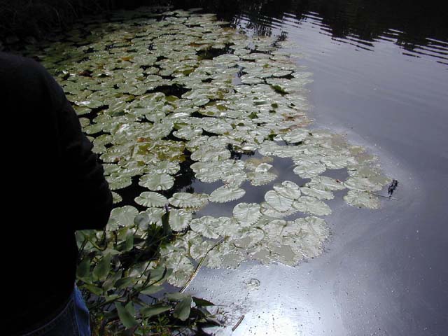 lilypads