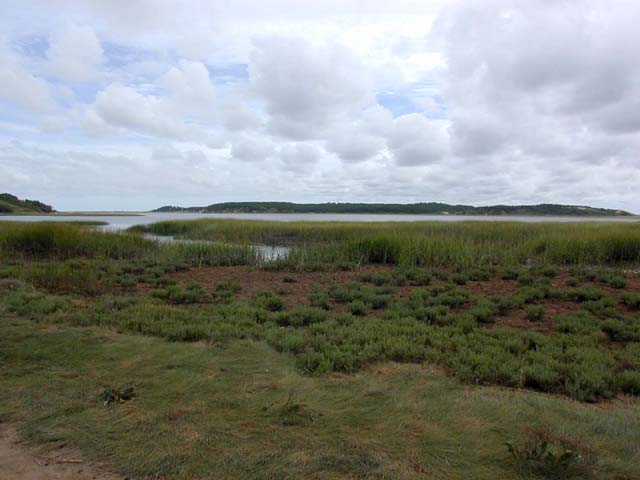 wetlands on Wellfleet harbor