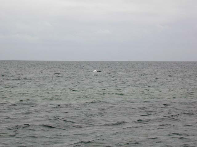 whale splashing
