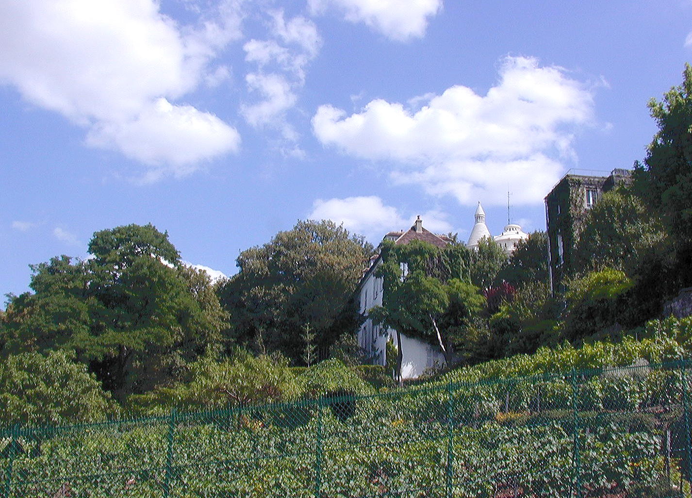 A vineyard on the back slope of Montmartre
