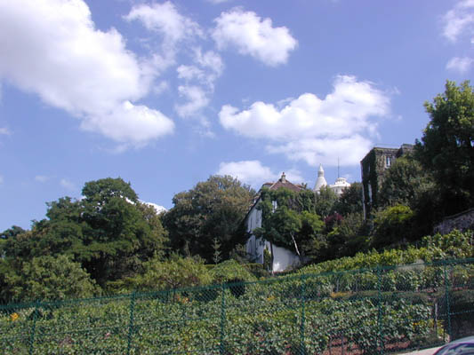 a vineyard on the backside of montmartre with sacre coeur beyond