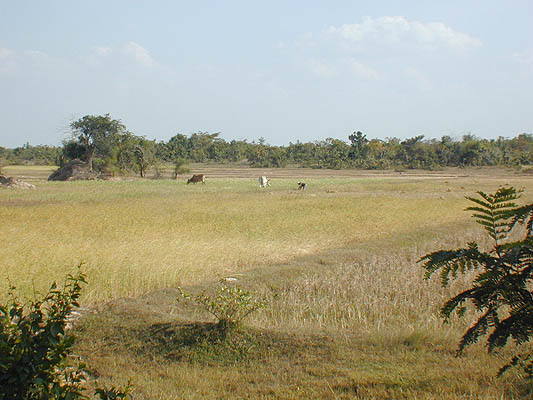 grazing cattle