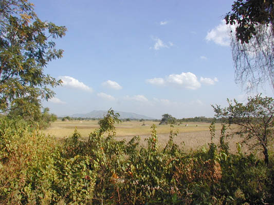 scenic view with rice