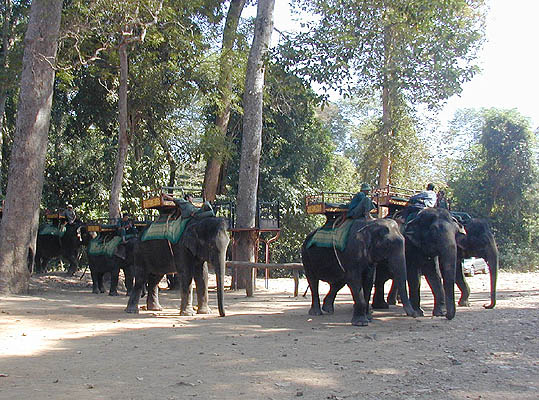 more elephants setting off to work