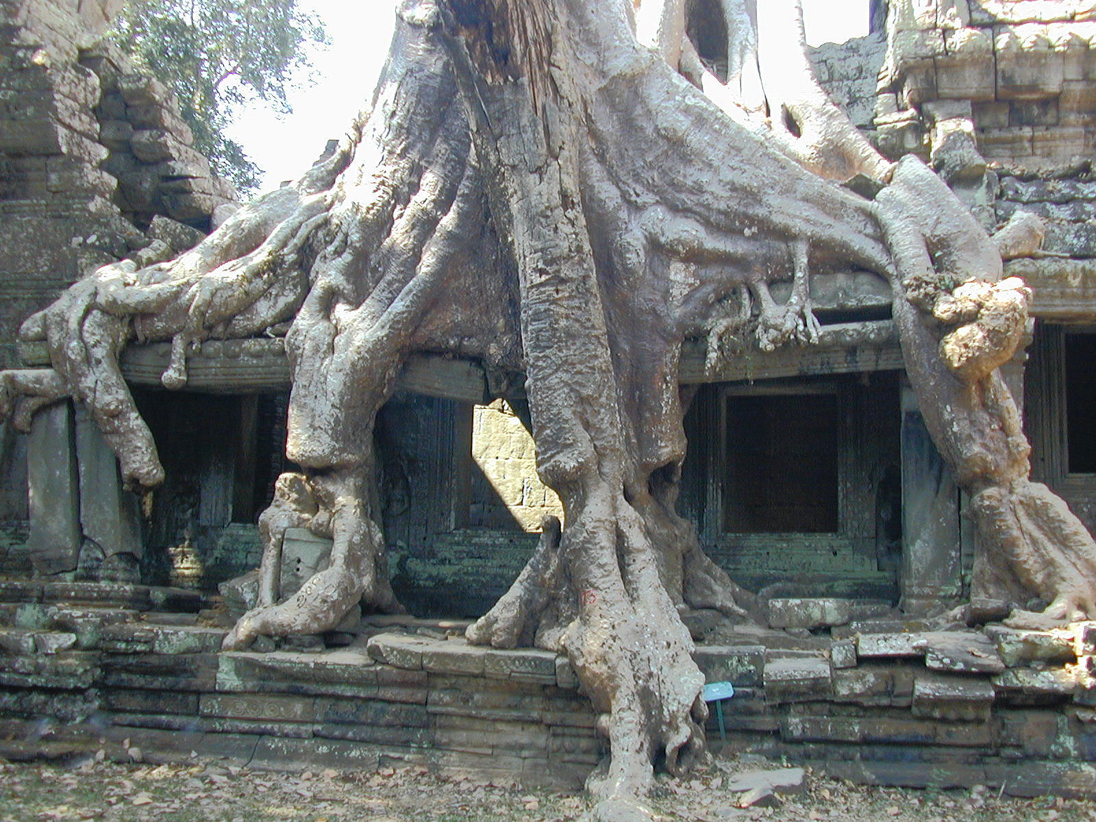 Trees And Stone