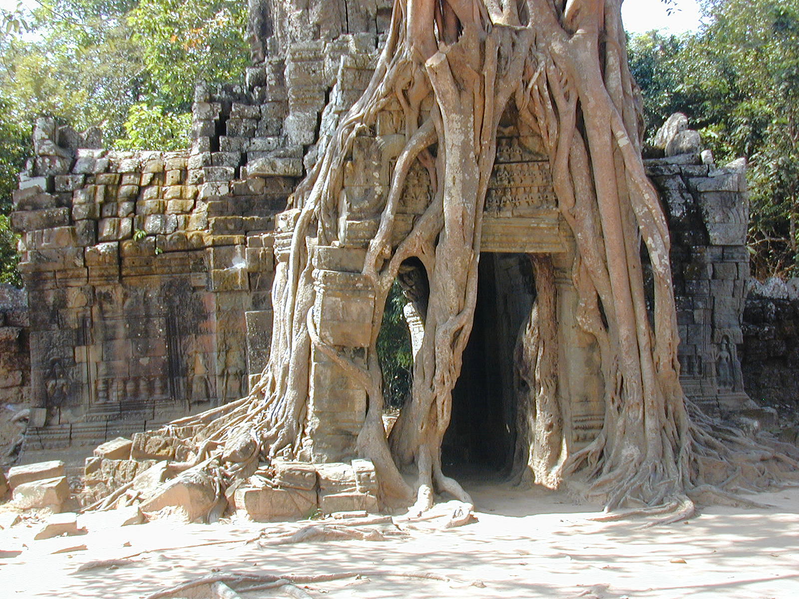 Trees And Stone