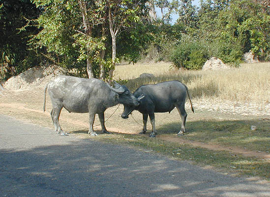 roadside wildlife