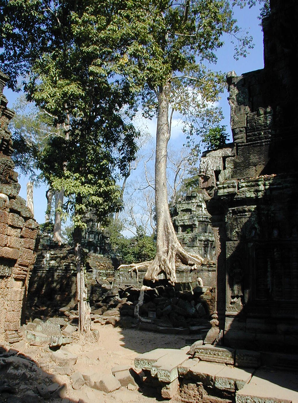 Trees and stone