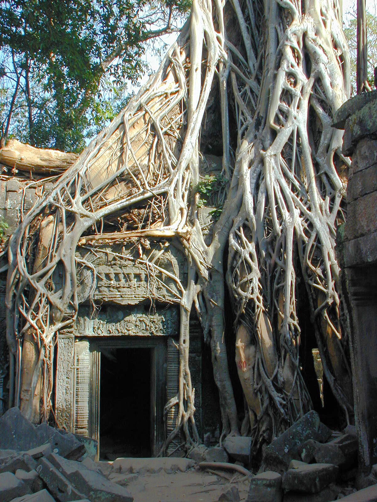 Trees and stone