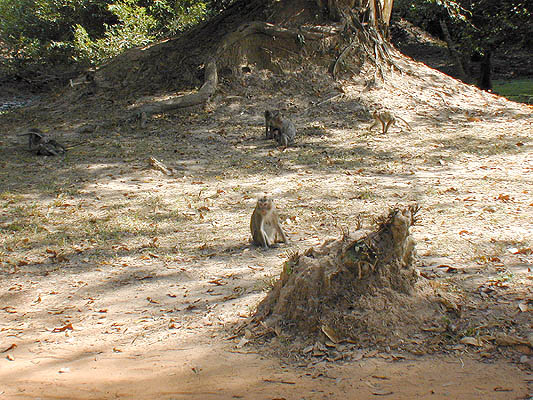 monkeys playing at the roadside
