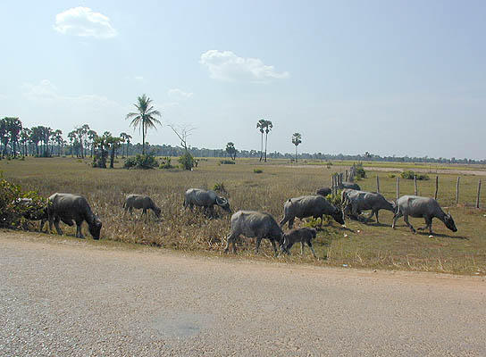 roadside wildlife