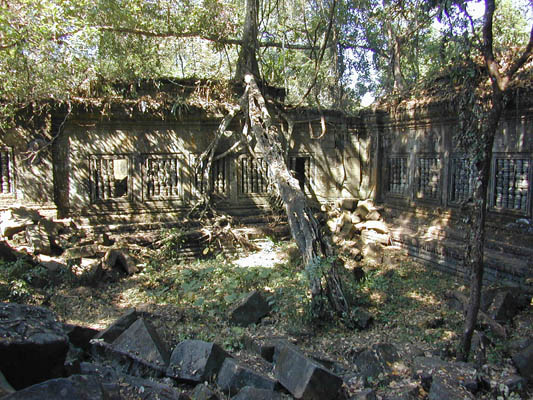 courtyard with fallen tree