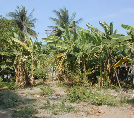 mini plantation
