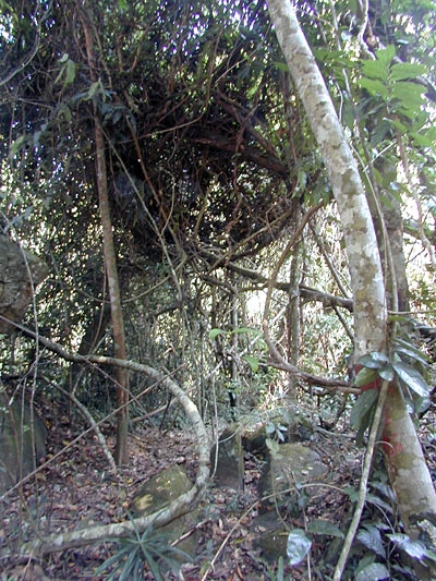 dense jungle vines