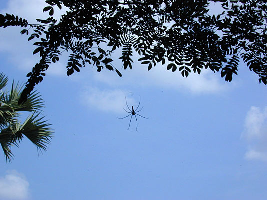 spider