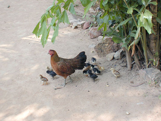a local family
