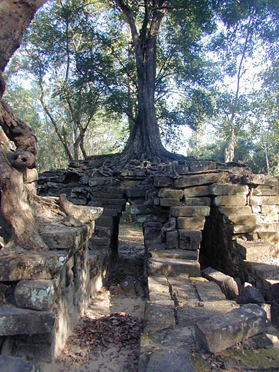 a great tree grows on the remains of an ancient stone bridge