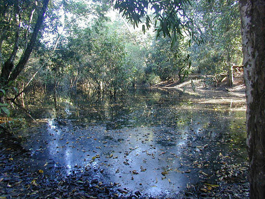 ta prohm sits in the middle of a lush overgrown moat