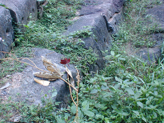 an unusual leaf-shaped red butterfly