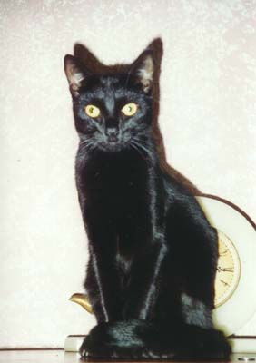 egyptian